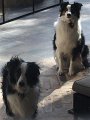 PupsWantIn_4-2016 (3)